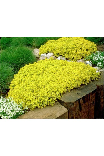 Sedum acre Yellow Queen